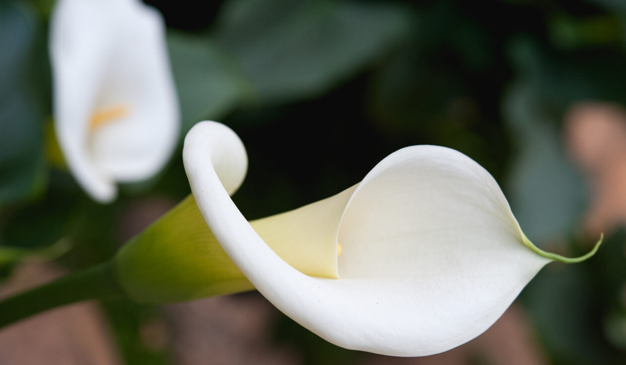 Close Up Beutiful Calla Lily On Garden
